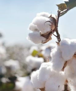 LIGA Organic Adult T Shirt Fowey Grey