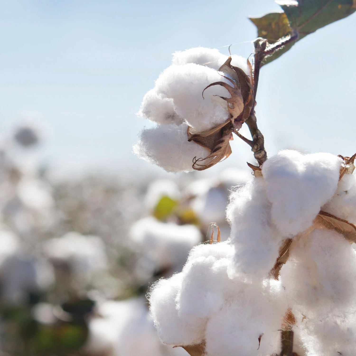 LIGA Organic Adult T Shirt Fowey Grey 4 LIGA Organic Adult T Shirt Fowey Grey