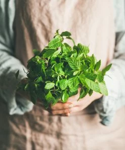 LIGA Grow Diffuser Herb 10 LIGA Grow Diffuser Herb